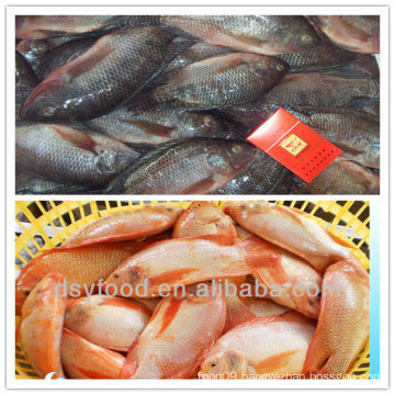 whole round frozen black & red tilapia